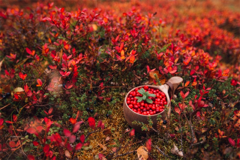 风味浓郁的浆果 © Julia Kivela Visit Finland