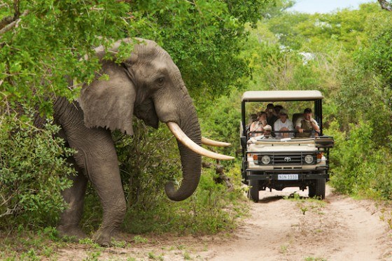 阿多大象国家公园
