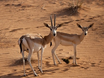 迪拜沙漠保护区(DDCR) - 沙瞪羚