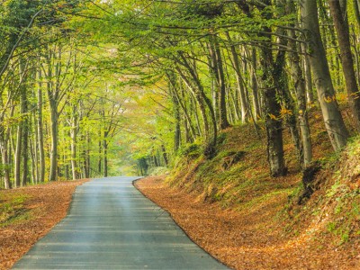 İstanbul Belgrad Forest 2