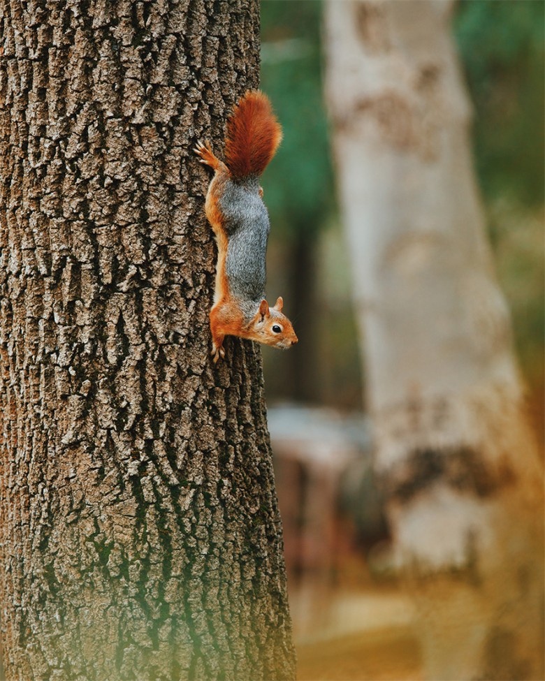 İstanbul Belgrad Forest Squirrel